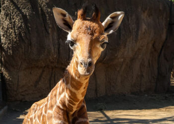 "Bartolomeo", el nombre de la jirafa macho nacida en Chapultepec