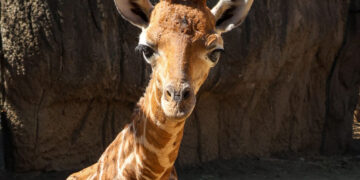 "Bartolomeo", el nombre de la jirafa macho nacida en Chapultepec