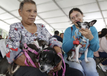 Mascotas, arranca jornada contra la rabia