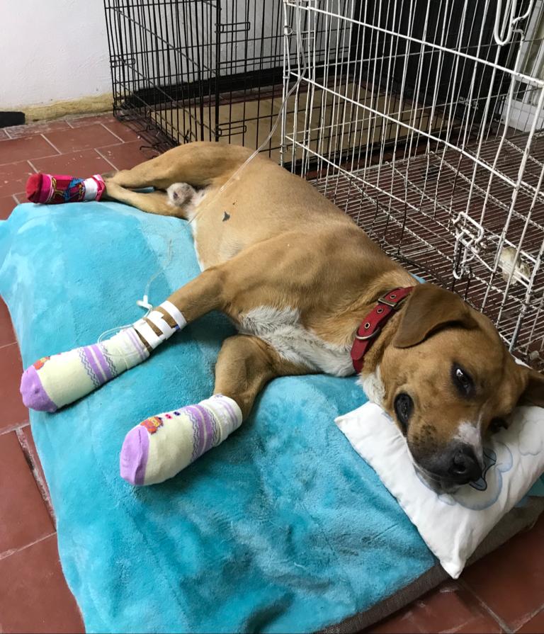 «Teco», un can rescatado por personal del Metro