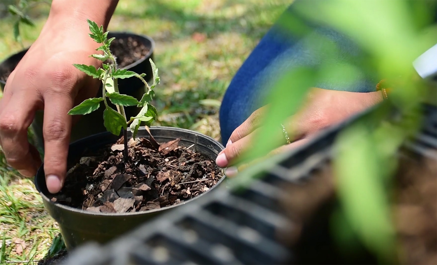 Huertos en casa, alternativa para que familias tengan alimentos saludables