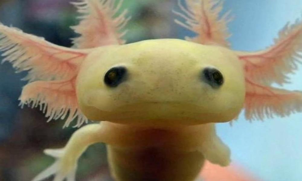 ‘El ajolote viajero’ te espera en Xochimilco