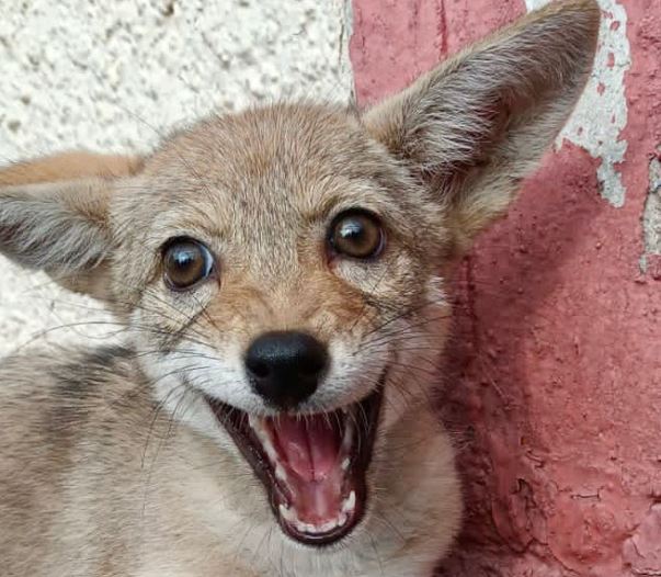 Cría es rescatada y llevada a Zoológico de los Coyotes
