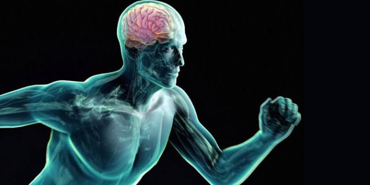 Carne de cerdo vitaliza el sistema nervioso, corporal e inmune y previene enfermedades