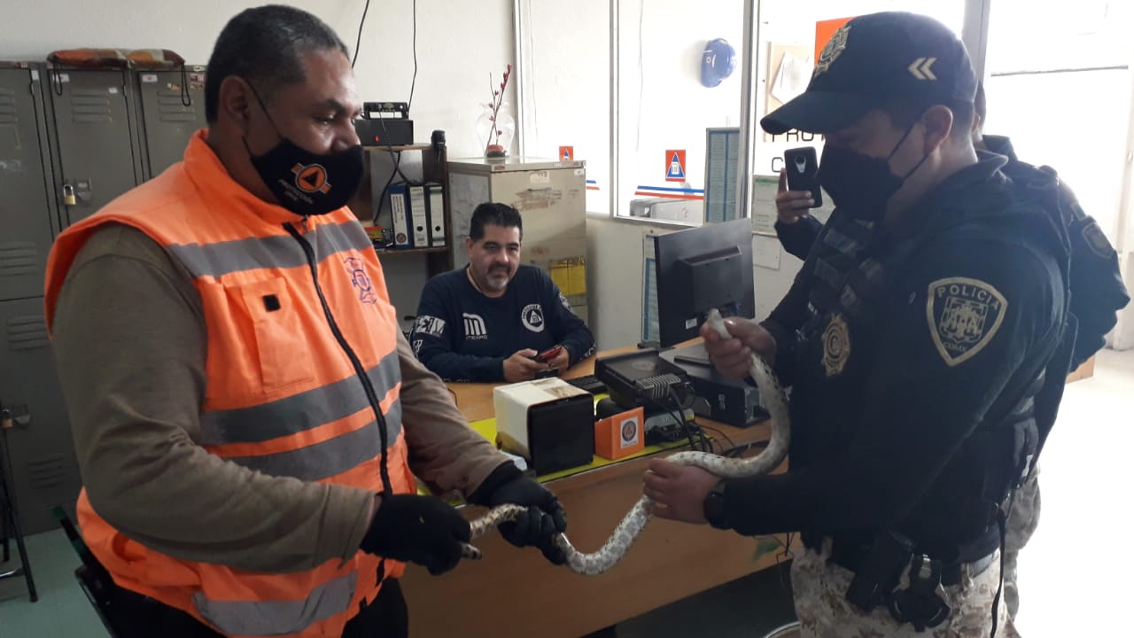 Horror en el Metro, encuentran serpiente en Línea 1