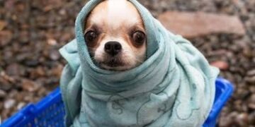 Se activa alerta amarilla por temperaturas bajas en la CDMX