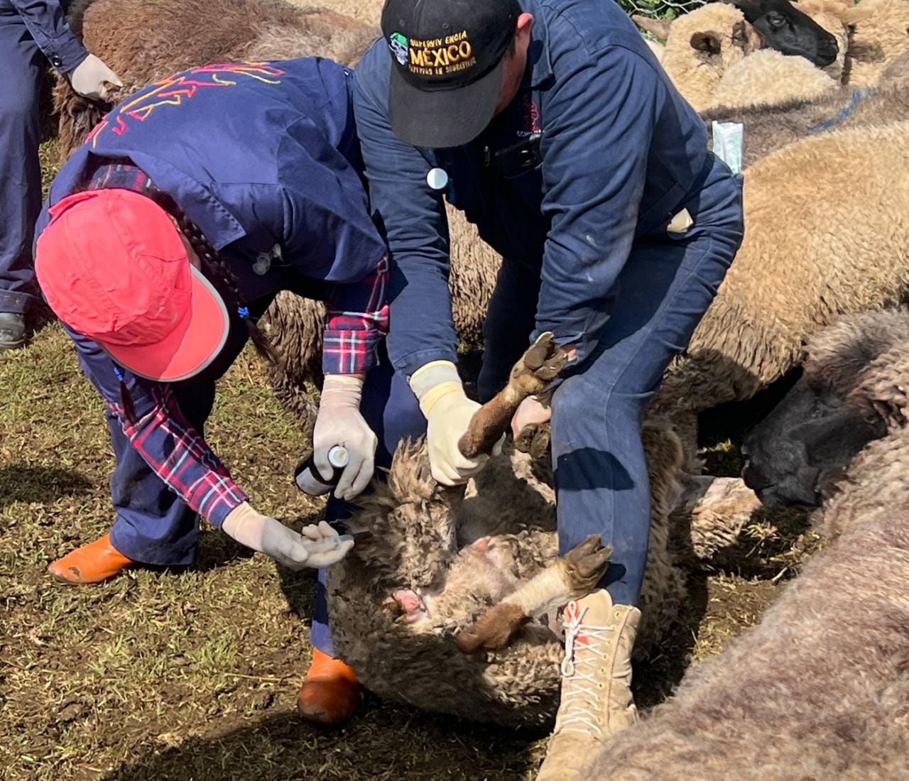Alcaldía Xochimilco otorga asistencias veterinarias gratuitas