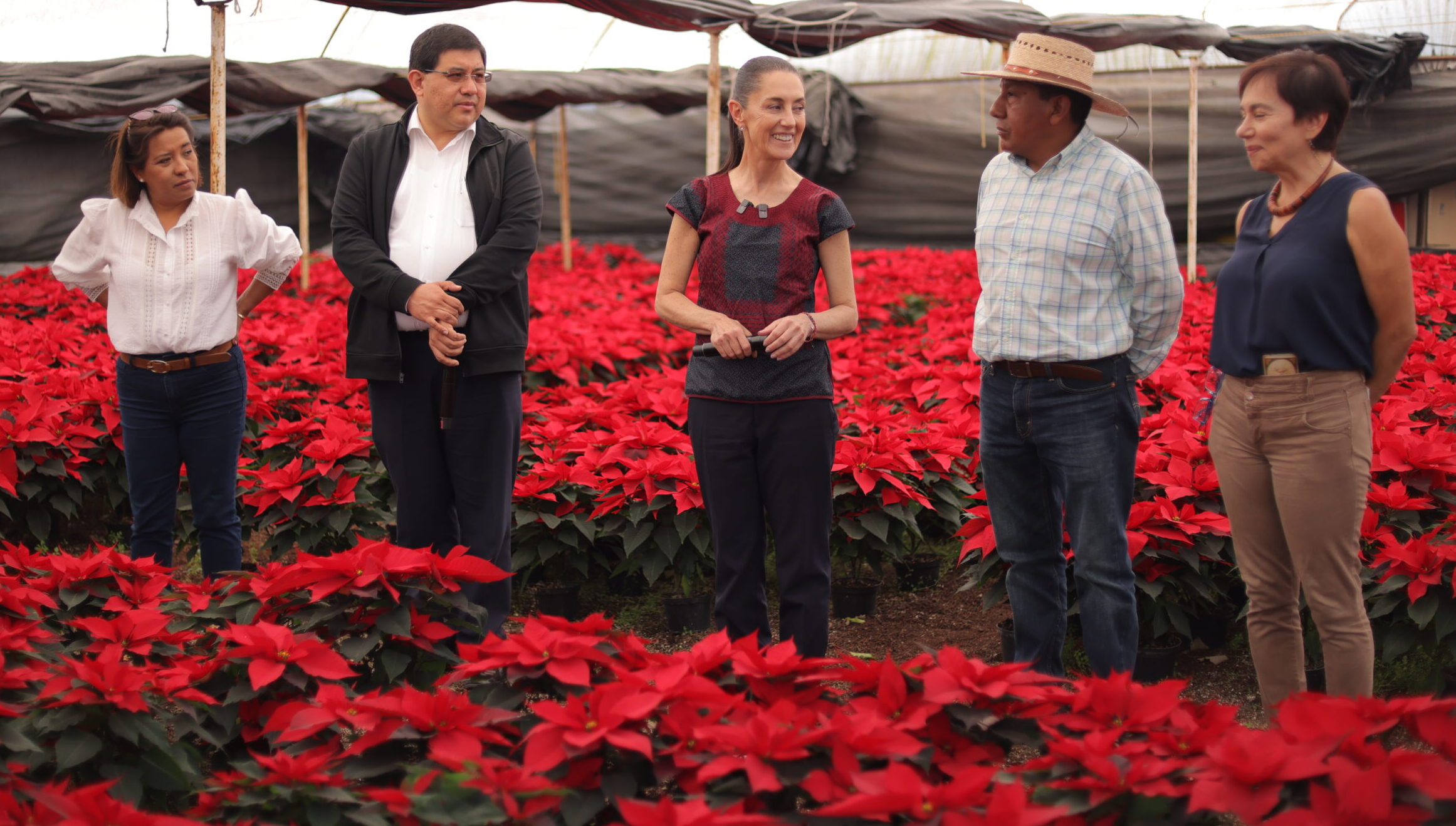 Da inicio venta de nochebuena en la capital