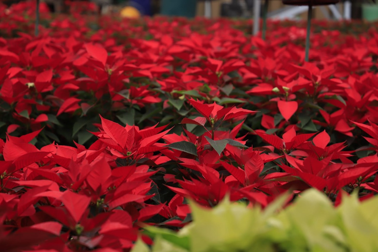 Xochimilco encabeza producción de nochebuena en CDMX