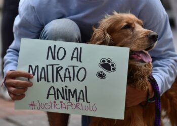 Maltratadores de animales serán exhibidos en un registro