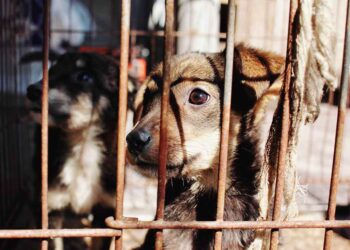 Animales de compañía estarán más protegidos en la CDMX