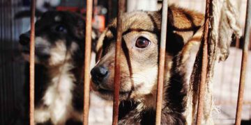 Animales de compañía estarán más protegidos en la CDMX