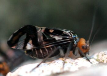 Los piojos de los libros