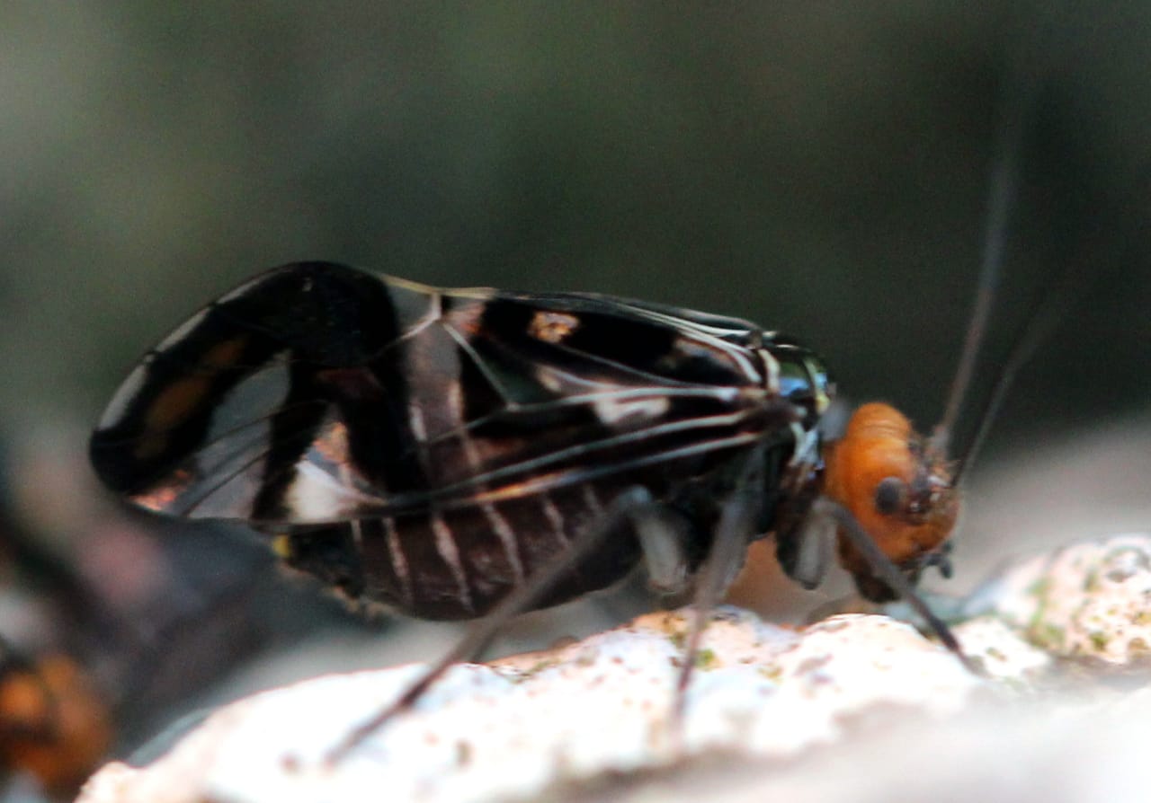 Los piojos de los libros La Metrópoli