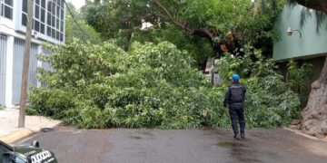 Continuará reforestación urbana en Coyoacán