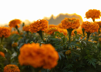 Impulsan venta de cempasúchitl en Xochimilco