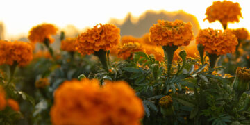 Impulsan venta de cempasúchitl en Xochimilco
