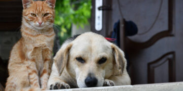 El 70 % de perros y gatos están en las calles