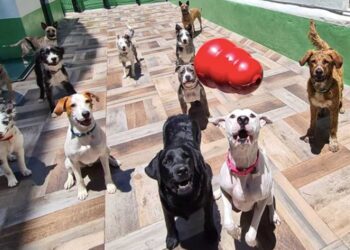 Van por regularizar ‘guarderías de animales’