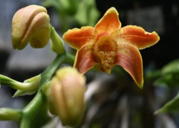 Orquideario, belleza oculta en la UNAM