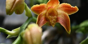 Orquideario, belleza oculta en la UNAM