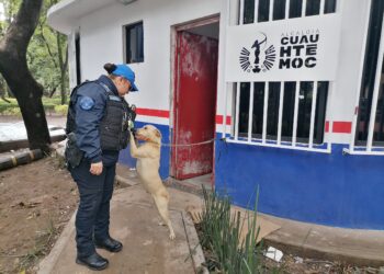 Abandonan a perrita en Parque México