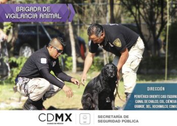 Cuajimalpa se suma al esfuerzo general para atender maltrato animal; cifras alarman