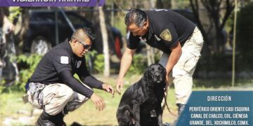 Cuajimalpa se suma al esfuerzo general para atender maltrato animal; cifras alarman
