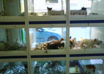 Endurecen reglas para devoluciones de mascotas