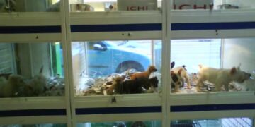 Endurecen reglas para devoluciones de mascotas