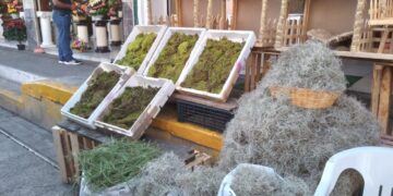 Regulan uso de musgo y fortalecen protección de especies endémicas